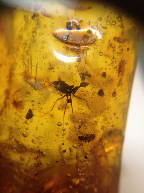 Bubble in Dominican Amber