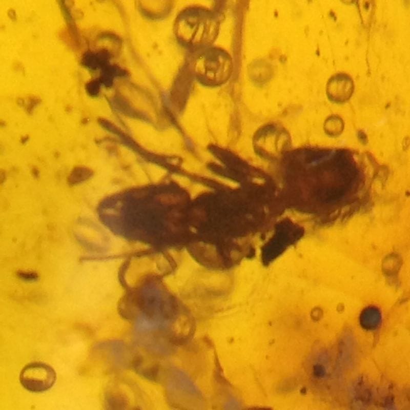 bubbles in amber