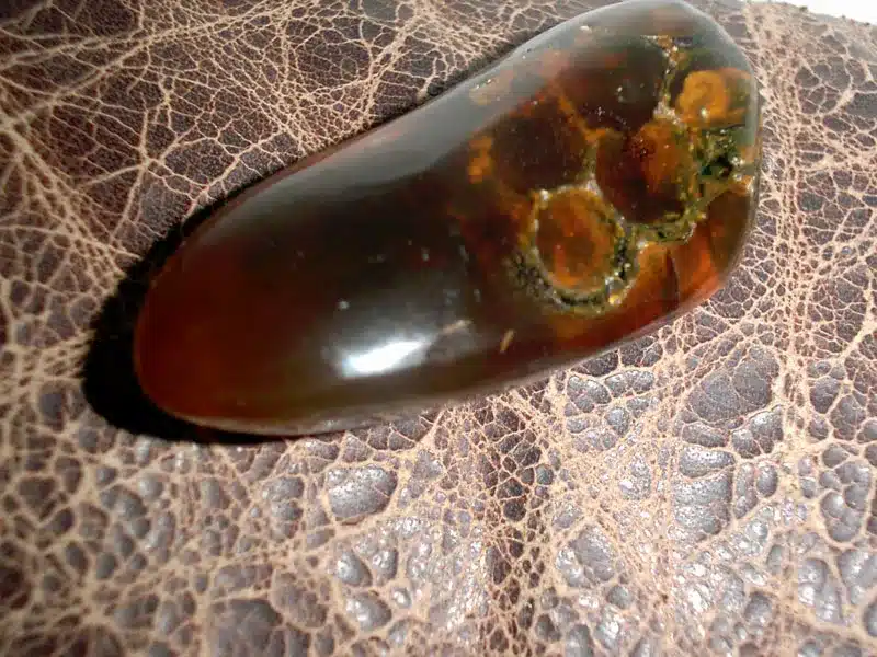 Are Beehives Ever Found in Amber? The Dominican Fossil That Proves Science Wrong.
