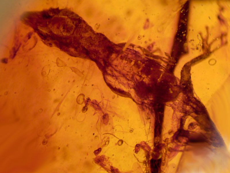 Lizzard in Dominican Amber