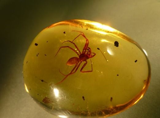 Spider in Amber