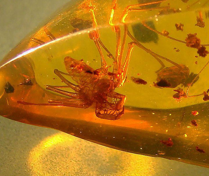 Dominican amber: a window into the ancient past – Dominican Amber Inclusions