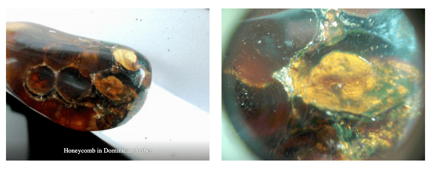 cell of beehive in amber
