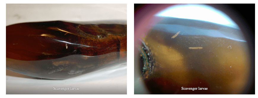 Scavengers in Dominican Amber