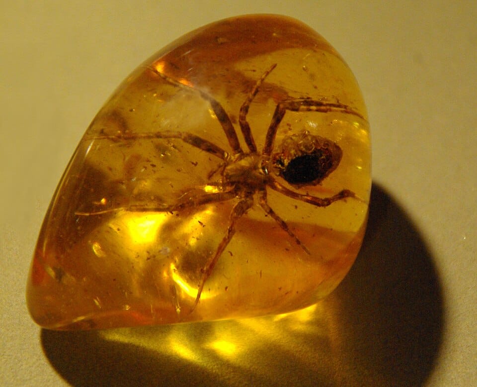 Spider in amber