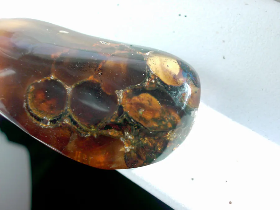 Honeycomb fossil in Dominican Amber: a unique discovery