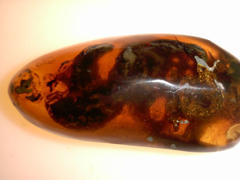 Taphonomy of Dominican amber beehive fossil showing melted cerumen and scavenger larvae debris
