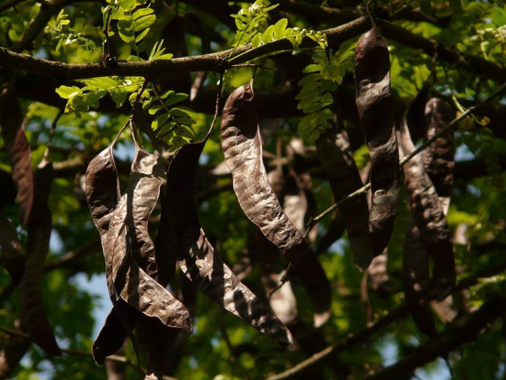 legume tree
